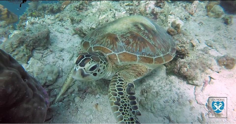 מלון Mabul Island Sipadan Micro Dive מראה חיצוני תמונה